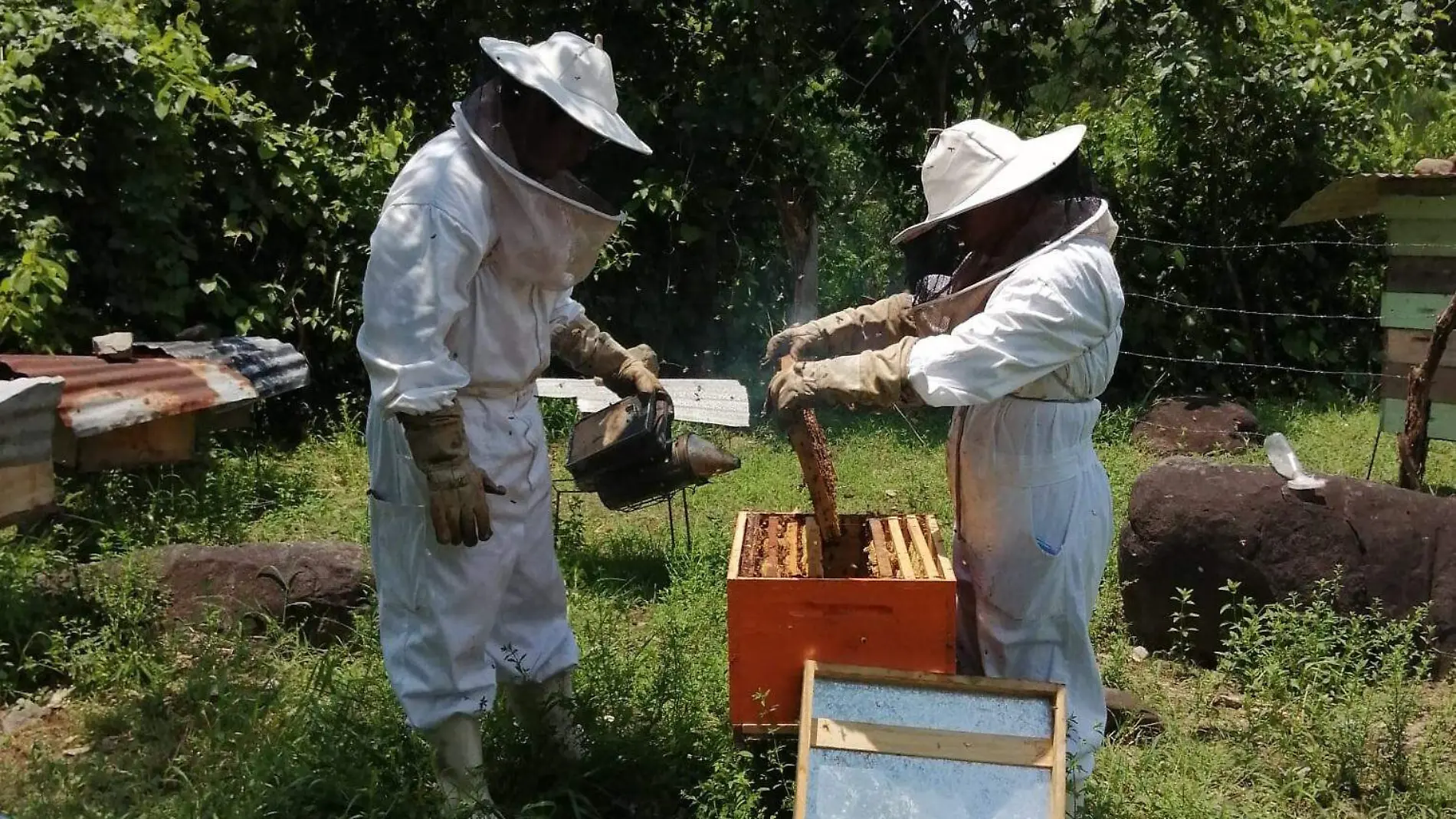 abejas, Tapachula apicultura